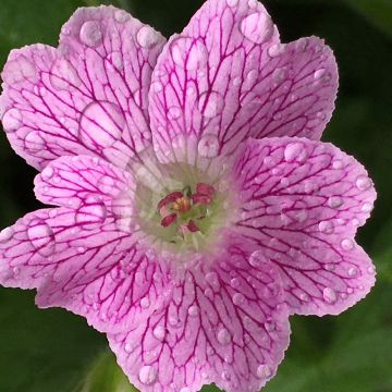 Geranium oxanium 'Claridge Druce'