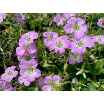 Geranium Confetti