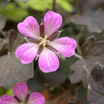 Geranium Dusky Rose