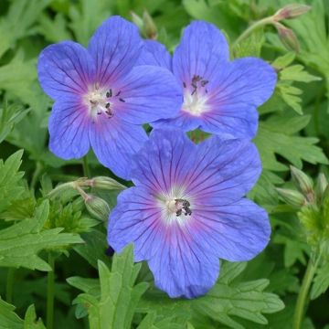 Geranium himalayense Gravetye - Cranesbill