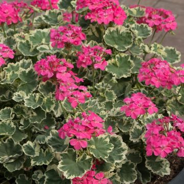 Pelargonium Madame Salleron - Large