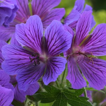 Geranium magnificum 'Rosemoor'