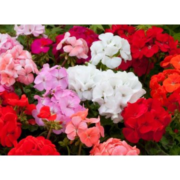 Geranium Maverick Mixture - Pelargonium - In Bud & Bloom