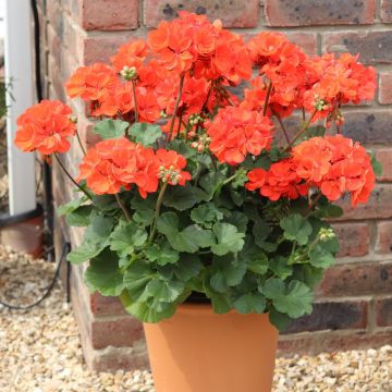 Geranium zonale Orange - Pelargonium Plant - Pack of 6