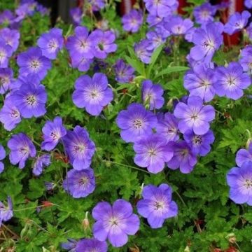 Geranium Rozanne - 'Jolly Bee' Hardy Geranium