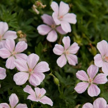 Geranium sanguineum Pink Pouffe