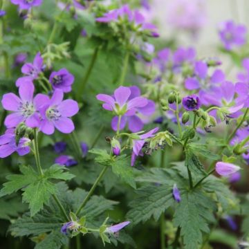 Geranium sylvaticum 'Mayflower' - Wood Cranesbill