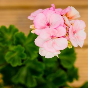 Geranium Toscana Light Pink