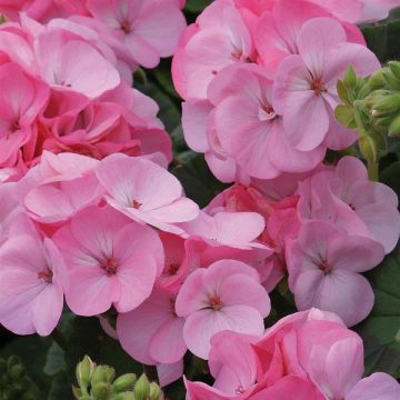 Geranium Apple Blossum Pink - Pelargonium Plants