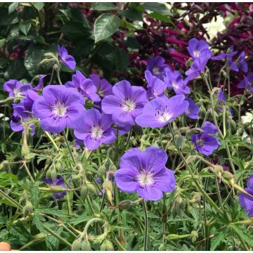 Geranium Annette