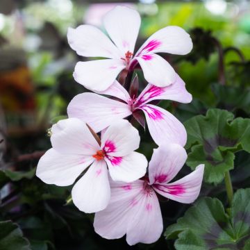 Geranium Calliope Landscape 'Rock 'n' Rose'