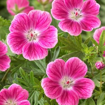 Geranium sanguineum Elke