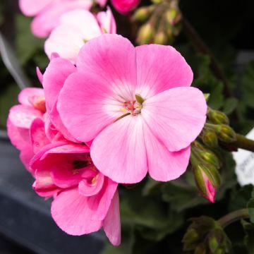Geranium Light Pink 'Dolce Vita Anne'