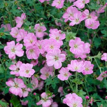 Geranium Mavis Simpson