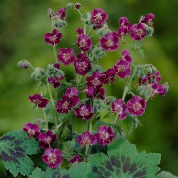 Geranium phaeum 