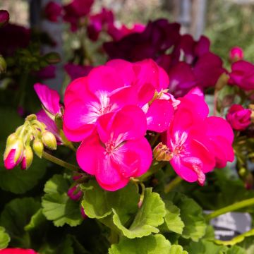 Geranium Semi-Double 'Dark Pink Alice'