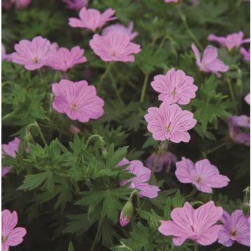 Geranium 'Blushing Turtle'