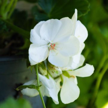 Geranium White 'Sel Sailing'
