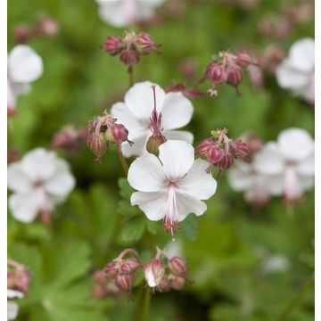 Geranium Cantabrigiense St Ola