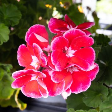 Geranium Ylenia