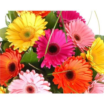 Gerbera Daisy Plant in assorted Colours with Silver Display Pot