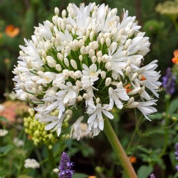 Agapanthus praecox "Getty White"