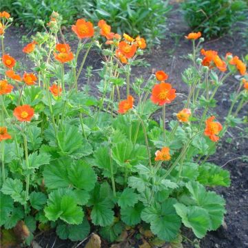 Geum Borisii - Koi Tangerine Avens