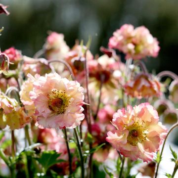 Geum Petticoats Peach