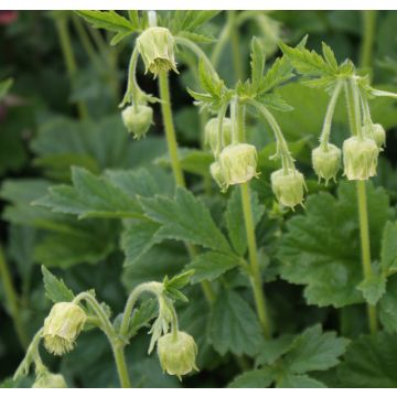 Geum rivale Album