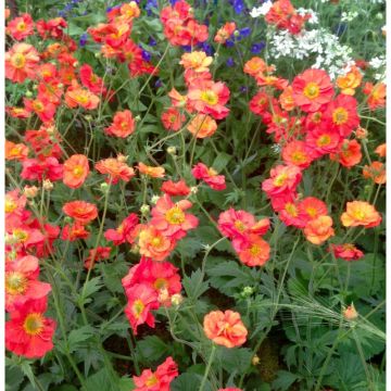 Geum Scarlet Tempest