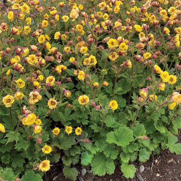 Geum Tempo Yellow 