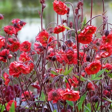 Geum hybrida 'Flames Of Passion'