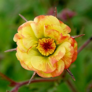 Geum Cocktail Tequila Sunrise