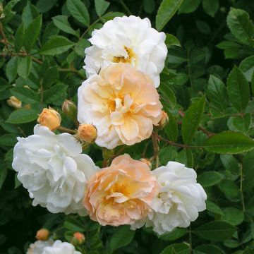 Rose 'Ghislanede De Feligande' - Climbing Rose