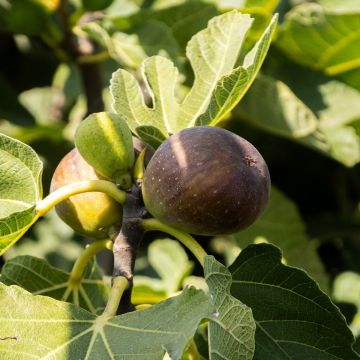 GIANT Fig Tree - Ficus carica 'Napolitana' - XXXL Large Specimen