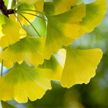 Ginkgo biloba - Maiden Hair Tree - Stunning Autumn Colour