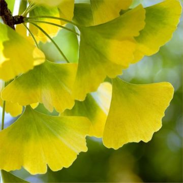 Ginkgo biloba - Maiden Hair Tree