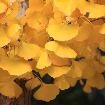 Ginkgo biloba Menhir - Columnar Maidenhair Tree - 60- 70cm