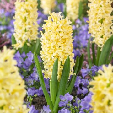 Gypsy Princess Hyacinths in Bud