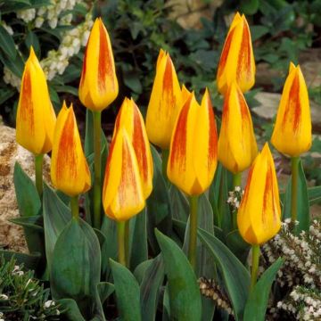 Tulip Giuseppe Verdi - Pack of 8
