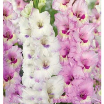 Gladiolus Sweet Cocktail - Pack of 25 Gladioli Corms