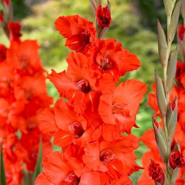 Gladiolus Giant Flowered Red - Pack of 25 Gladioli Corms