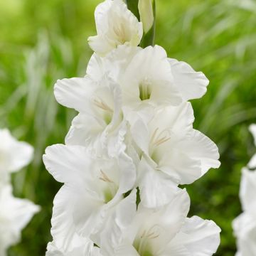 Gladiolus White - Pack of 7