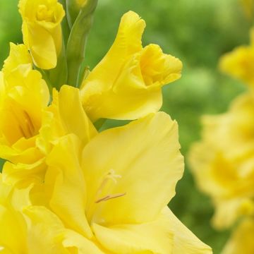 Gladiolus Yellow - Pack of 25 Gladioli Corms