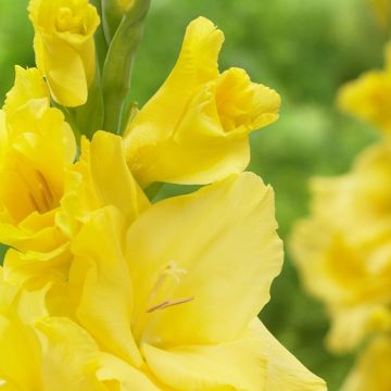 Gladiolus Yellow - Pack of 7