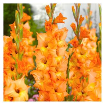 Gladiolus Apricot - Pack of 25 Gladioli Corms