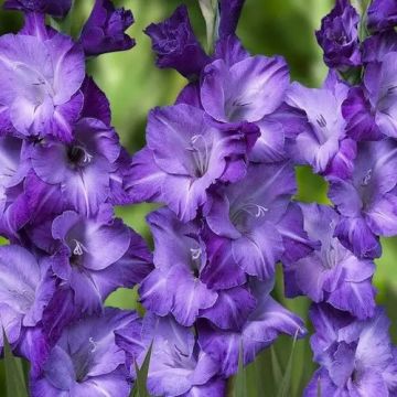 Gladiolus Blue - Pack of 25 Gladioli Corms