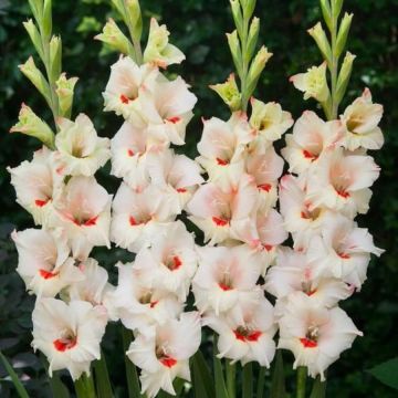 Gladiolus Candy - Pack of 7