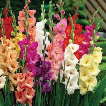 Gladiolus Giant Flowered Mixture - Pack of 10 Gladioli Corms