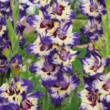 Gladiolus Circus Club - Pack of 7